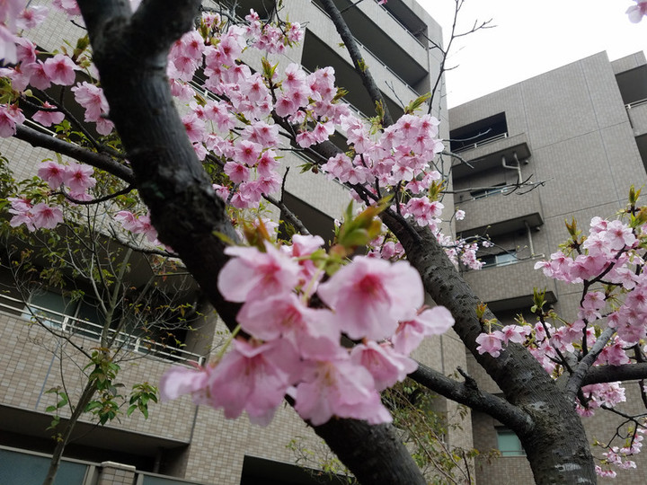 昨日の桜