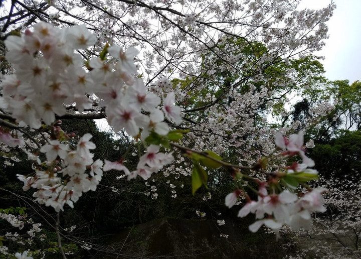 花見