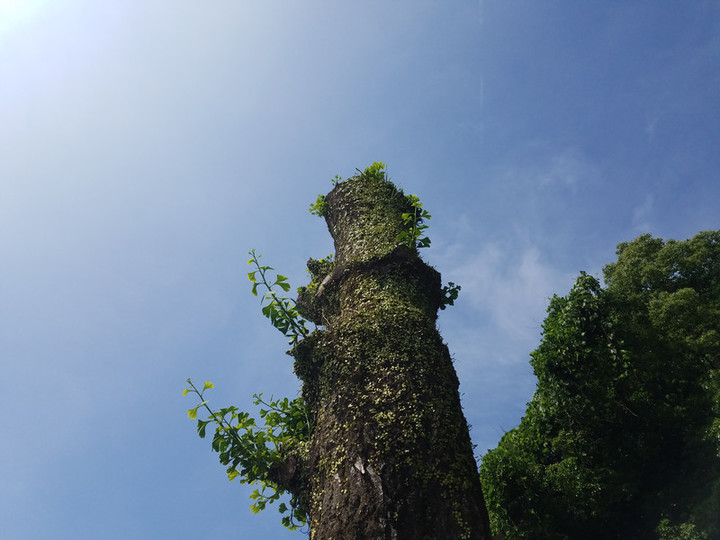 銀杏