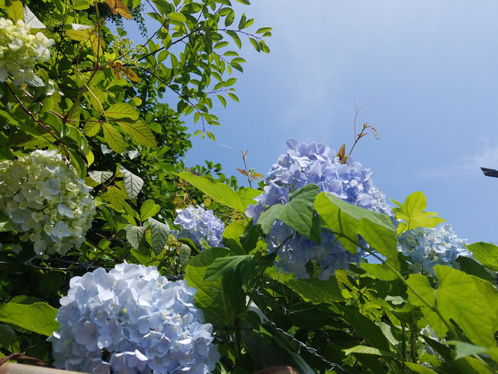 山の紫陽花