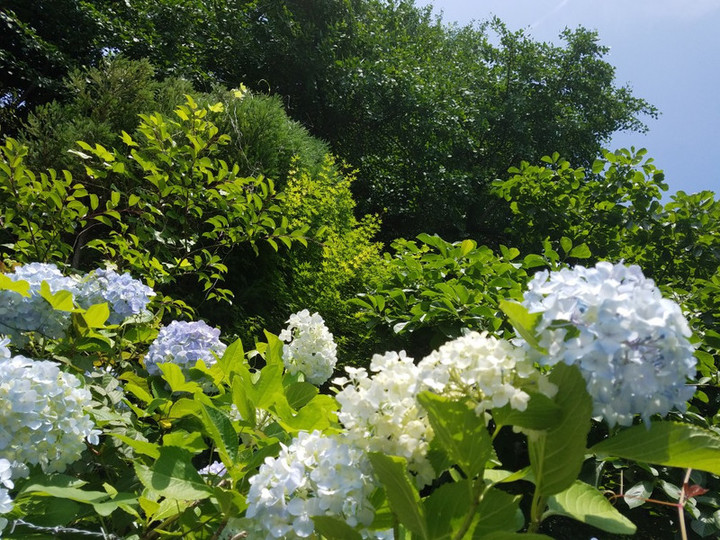 山の紫陽花