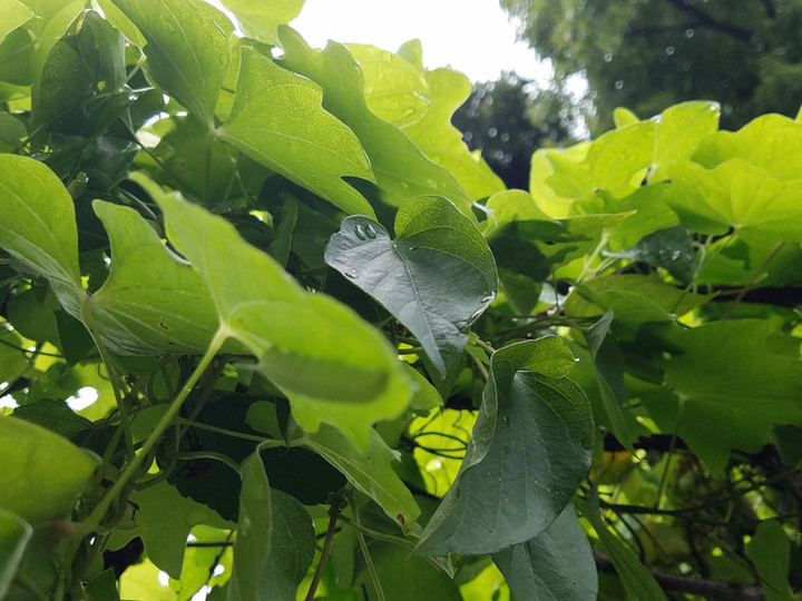 雨が教えてくれること