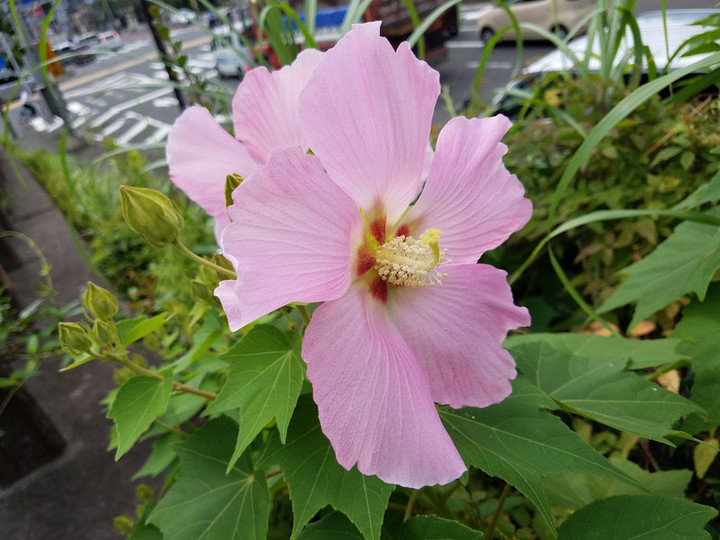 リカバリー