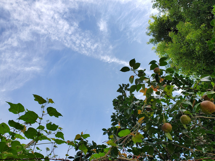 良き朝