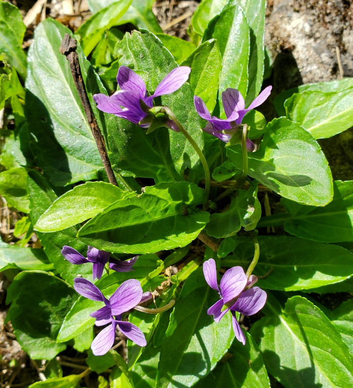 １月定員に達したクラス