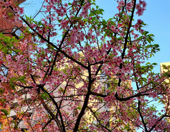 澄みきっている朝