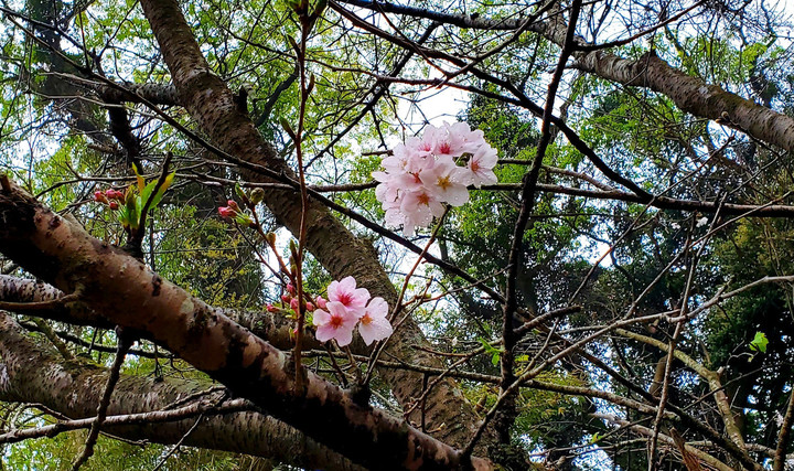深刻な春を乗り越える