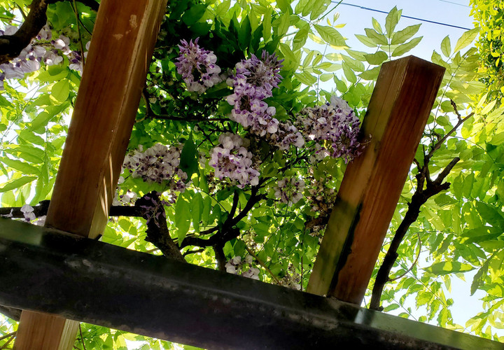 ヨガを続けてきたのだから