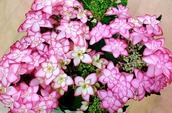 新スケジュールについて