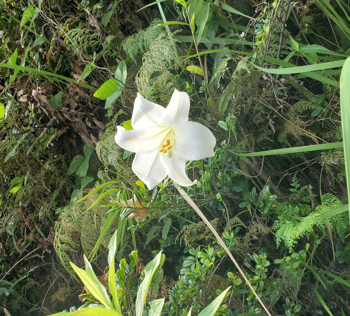 明日土曜リング