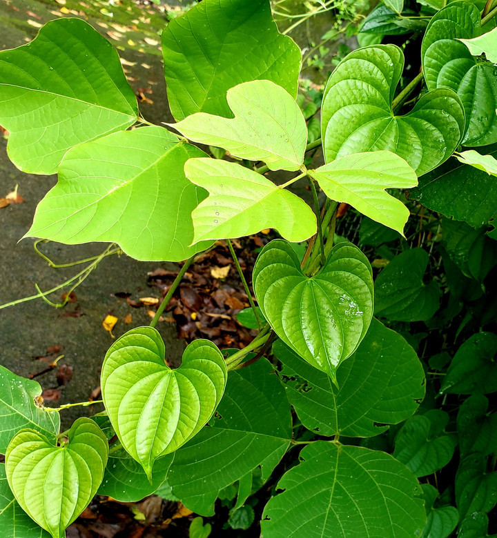 炎熱の夏も終わる？