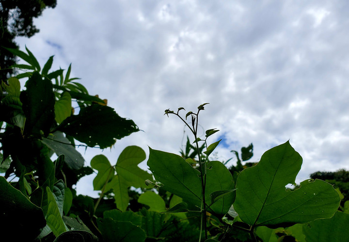 ムーンディ→台風