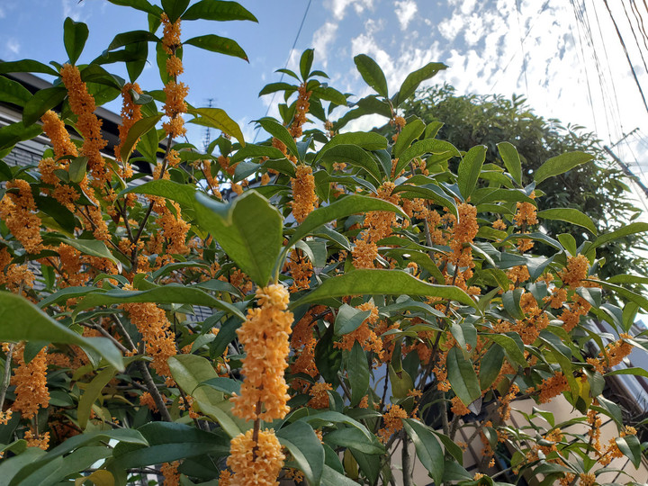 今週土曜のお知らせ