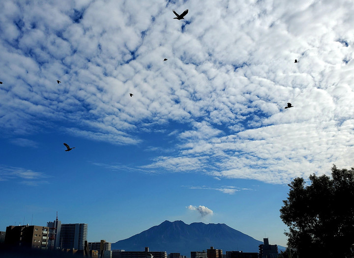 新作ジップアップの発注