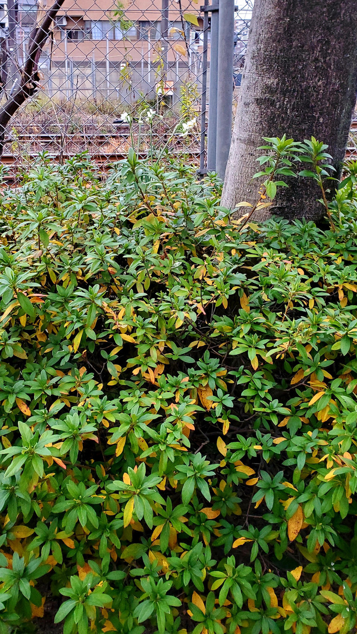 なぜここに、、、