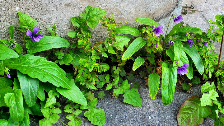 日々佳き話に触れる