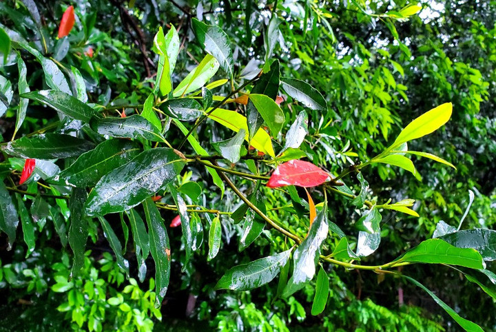 フラクタルな人体