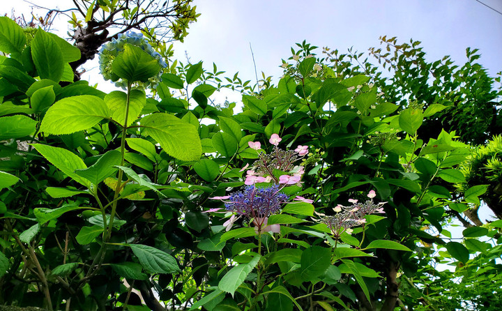 強雨にも負けず、、、