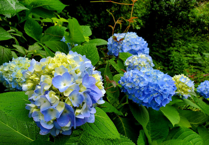 豪雨と付き合う季節