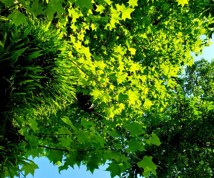 ありがたき快晴