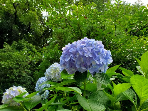 植物観察＝休日
