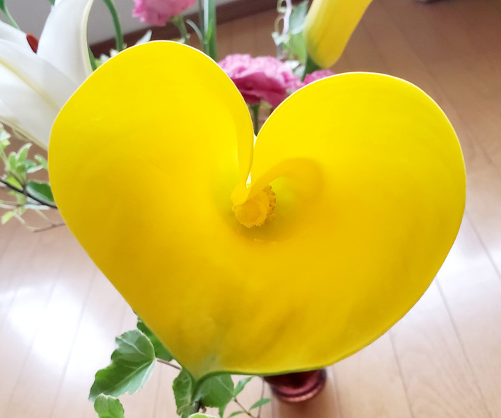 本日水曜夜ヨガ休みです