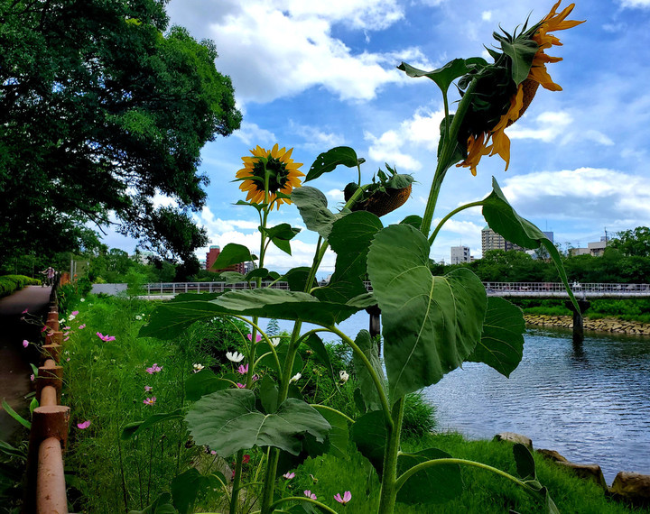 甲突川は、夏景色