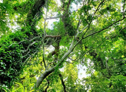 セルフエンパワーメント