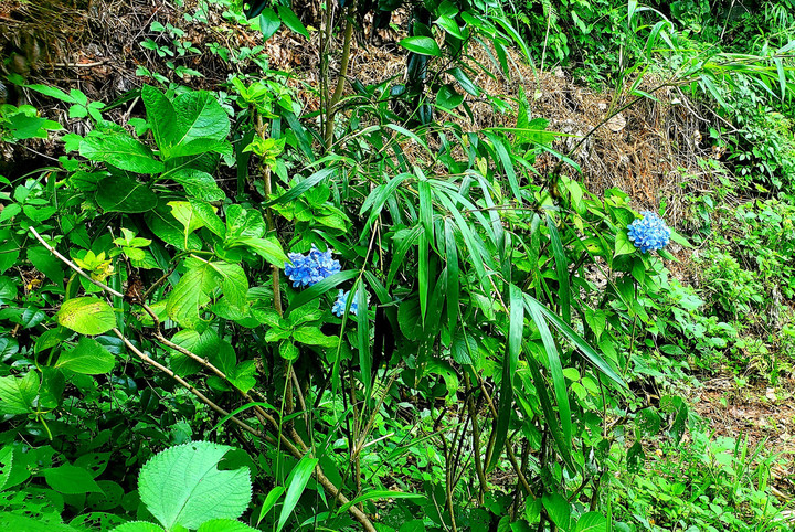 ヨーガ　チッタ　ヴリッティ　ニローダハ