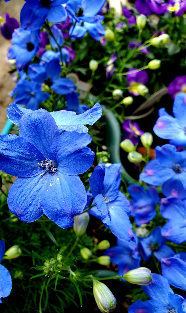 エンゲージメント