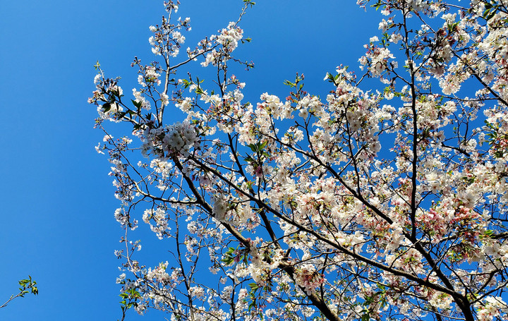 おふたりさまディ