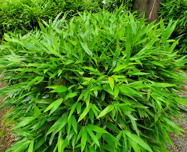 どこにいても緑と花が呼ぶ