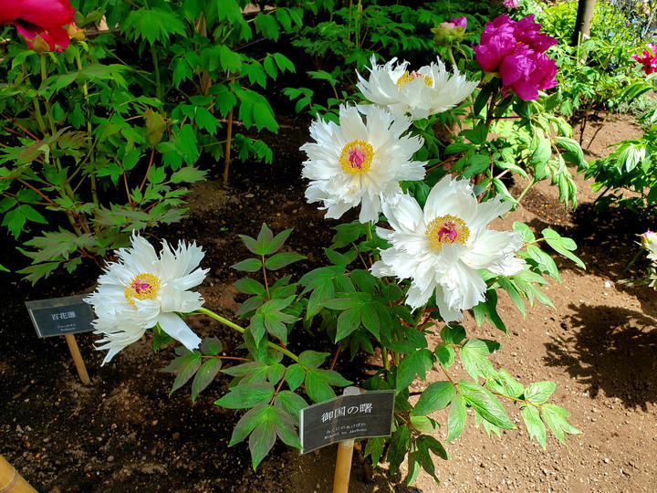 立てば芍薬、座れば牡丹、歩く姿は、百合の花