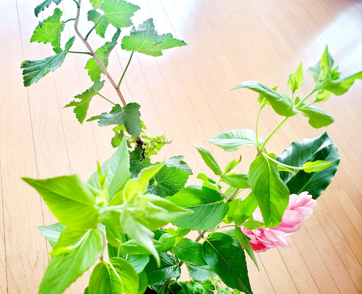7月日曜