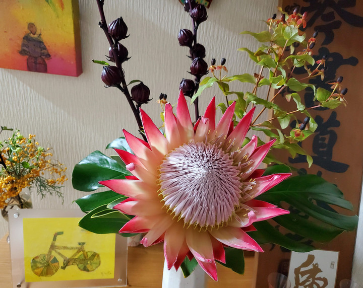 南アフリカ国花