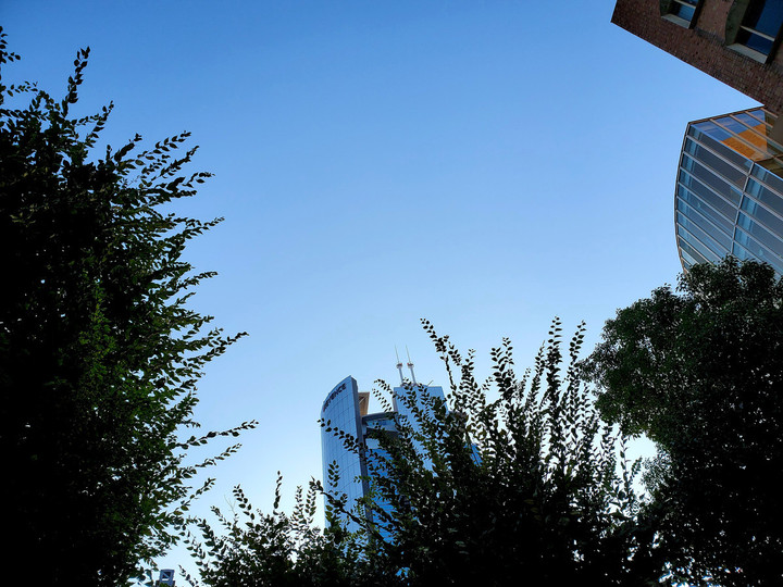 やさしいフォームの金木犀🖤