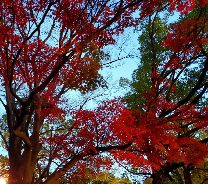 昨夕の代々木公園
