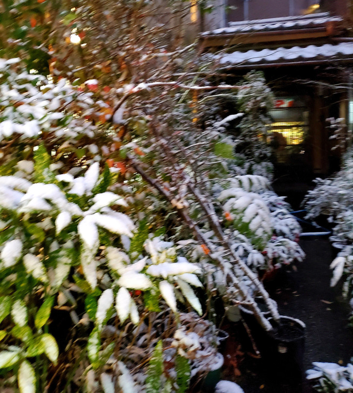 明日のバンブー