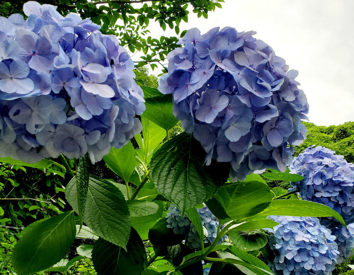 紫陽花