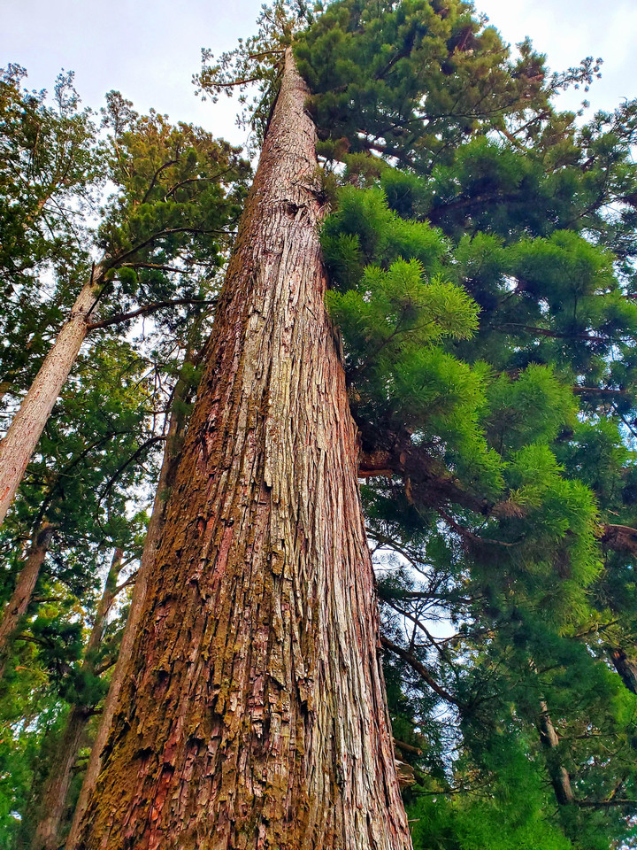 救いの高野霊香