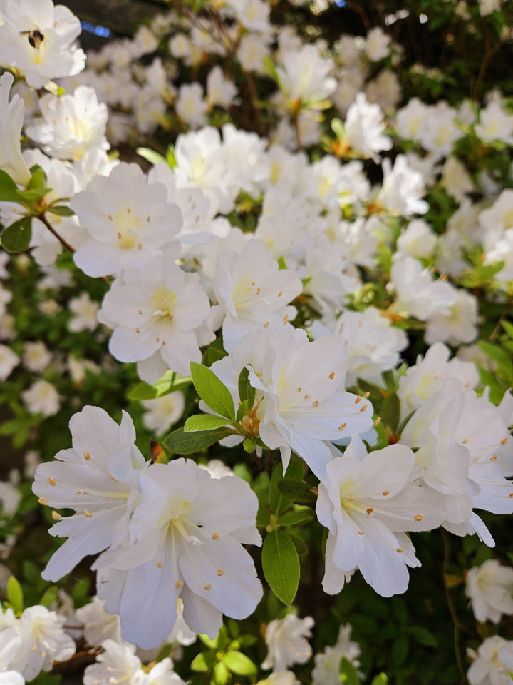 明日木曜エルグ