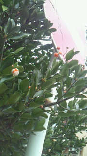 オレンジの小花