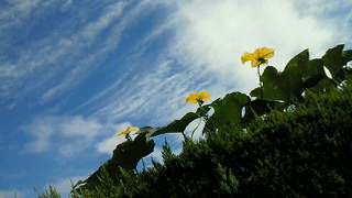 オープンハート