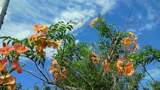 オープンハート