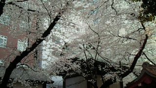 暑いです(<br />
 ☆。☆)