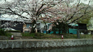岡崎疎水＊桜回廊