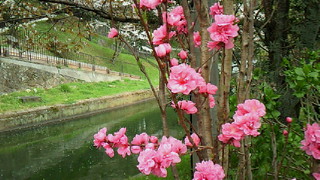 岡崎疎水＊桜回廊