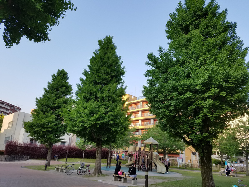 1日バンブー